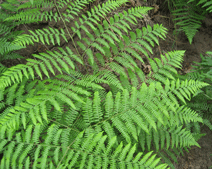 Photo of Forest Fern c 2007 S.A.Rizzo